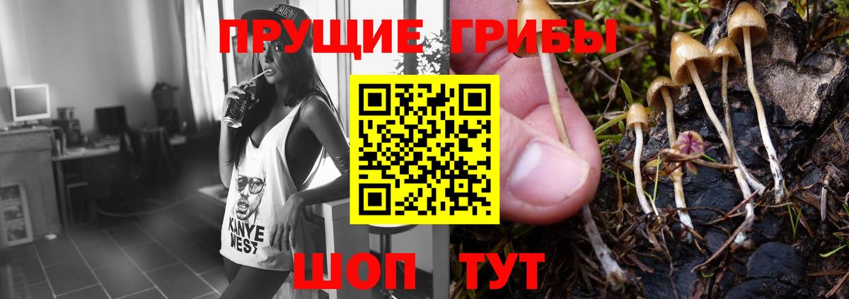 Псилоцибиновые грибы Psilocybine cubensis Новокубанск
